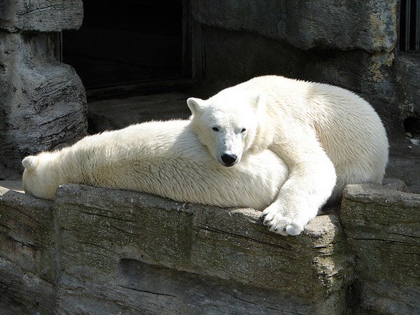 Шьонбрун - най-старата зоологическа градина в света (Schonbrunn Zoo)